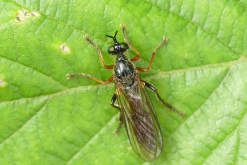 Réf. 283 671 : Dioctria sp.